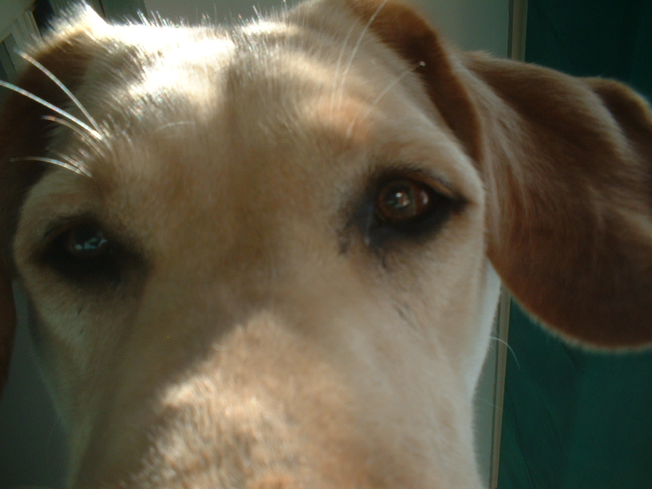 due occhi di cane in primo piano