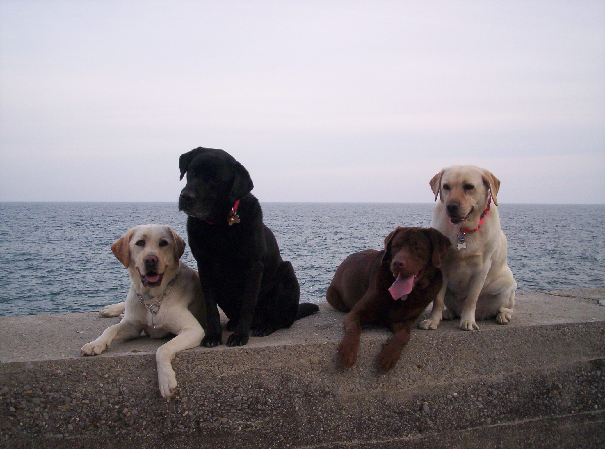 Molla lab bionda, Summer lab nera, Raul lab chocolate e Rose lab bionda, al mare su di un muretto