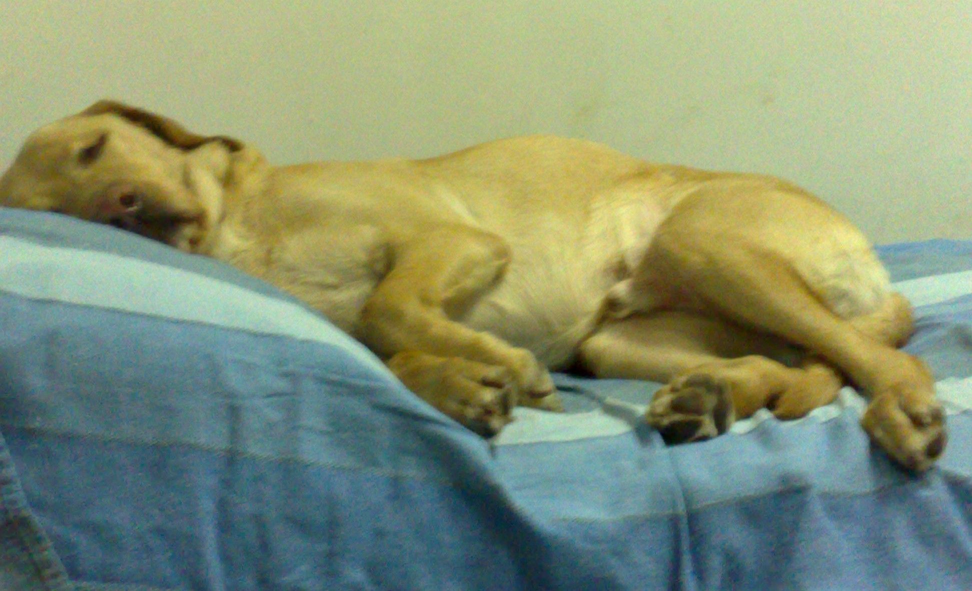 pumba, labrador biondo, che dorme bello disteso sul letto