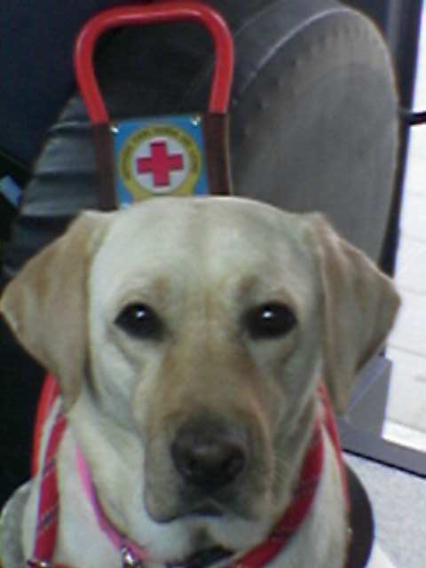 primo piano di rose, lab bionda, con la guida