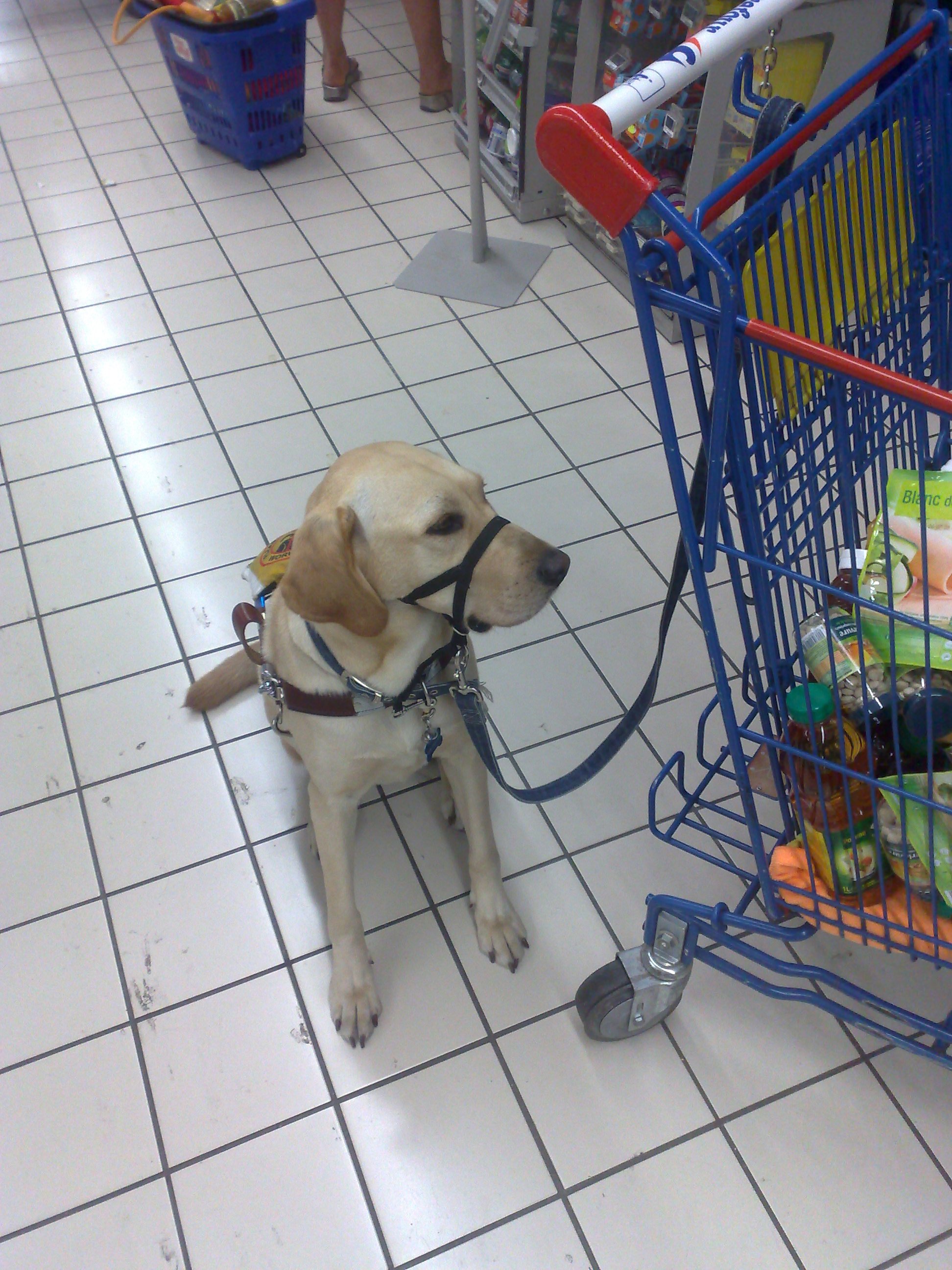 Rain, labrador bionda, seduta accanto ad un carrello con indosso l'halty