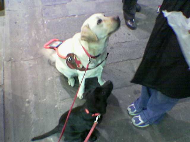 Rose, lab bionda, cane guida addestrato, e dory, cucciola di labrador nero di 4 mesi, sedute davanti al conduttore