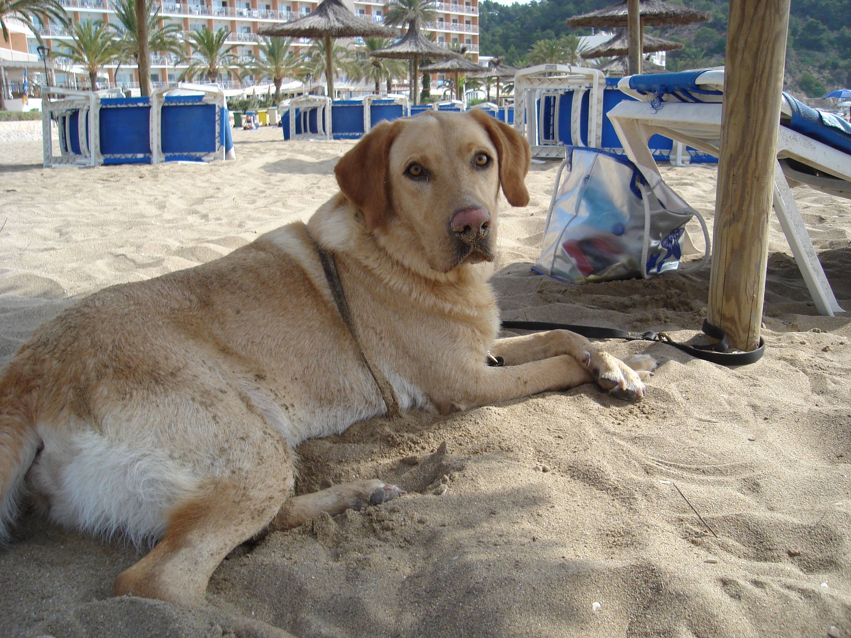 pumba, labrador biondo, sdraiato sulla sabbia